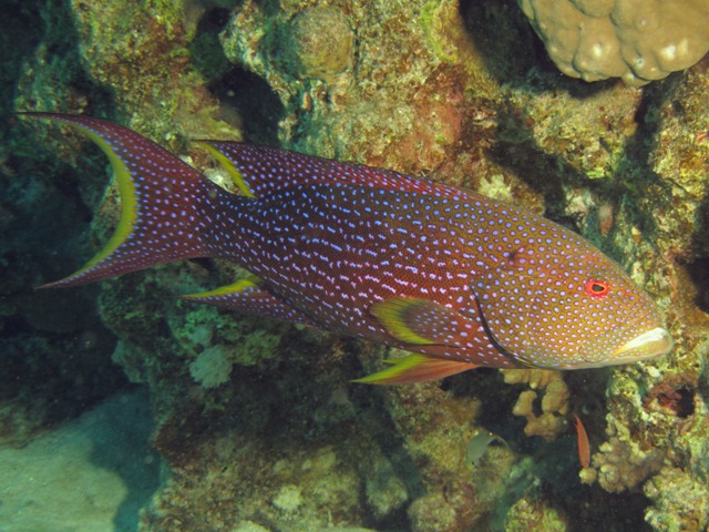 variola louti